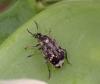 Bruchus sp.